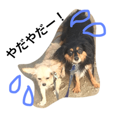 [LINEスタンプ] チワワ×ダックス＝チワックスの日常☆