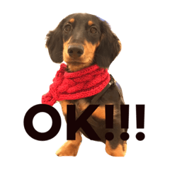 [LINEスタンプ] dog！！！！！