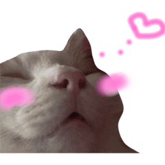 [LINEスタンプ] けだまのつぶやき