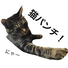 [LINEスタンプ] 我が家の猫【くーちゃん】