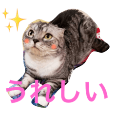 [LINEスタンプ] ぶるちゃんの日常