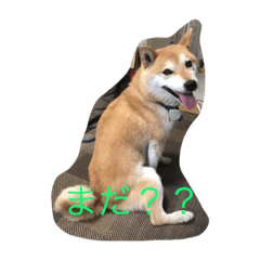 [LINEスタンプ] 柴犬ハッチ