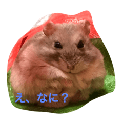 [LINEスタンプ] みんなのハムスター