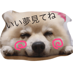 [LINEスタンプ] ポメラニアン★豆粒の日常。第2弾！