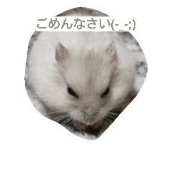 [LINEスタンプ] Hamster and Bird No,1