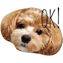 [LINEスタンプ] マルプーシュシュくんのスタンプです。