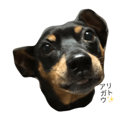 [LINEスタンプ] ミニピン