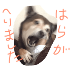 [LINEスタンプ] ワンコしゃべる