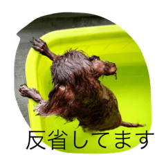 [LINEスタンプ] cocoa＆cat
