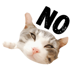 [LINEスタンプ] ライにゃん