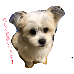 [LINEスタンプ] 我が家のきいちゃん