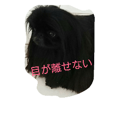 [LINEスタンプ] ペキニーズ 昊と愛月