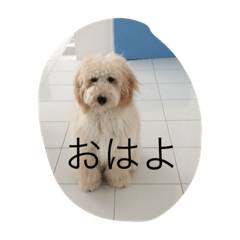 [LINEスタンプ] 愛犬アーサーのスタンプです♡