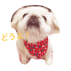 [LINEスタンプ] ペキニーズのめるちゃん