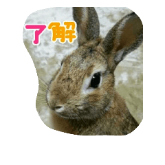 [LINEスタンプ] 我が家のこたろう