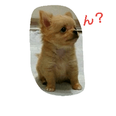 [LINEスタンプ] チワワの麦