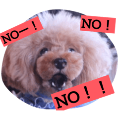 [LINEスタンプ] トイプードルティさん