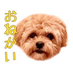 [LINEスタンプ] ペキプーのセス