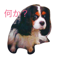 [LINEスタンプ] キャバリア トライ