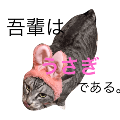 [LINEスタンプ] おキクにゃん