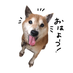 [LINEスタンプ] まいにちマロン