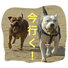 [LINEスタンプ] レオ＆弁慶＆我来也