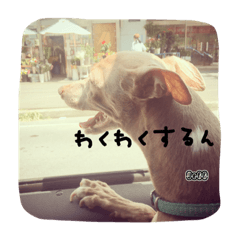 [LINEスタンプ] イタグレジェフの心の声