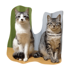 [LINEスタンプ] 仲良し猫のただの日常