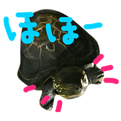 [LINEスタンプ] ゆる〜い かめ子。
