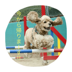 [LINEスタンプ] ゴロのんスタンプ①