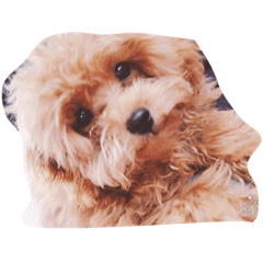 [LINEスタンプ] Lovely Dog Kuuuchan