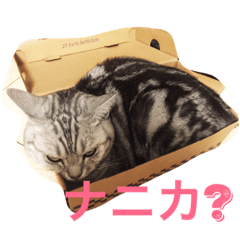 [LINEスタンプ] 気持ちを伝えたいネコ