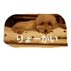 [LINEスタンプ] れんくん・プードル・トイプードル