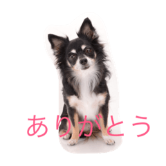 [LINEスタンプ] チワワ姫