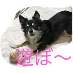 [LINEスタンプ] princess chihuahua 2