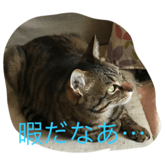 [LINEスタンプ] とらの日常 2