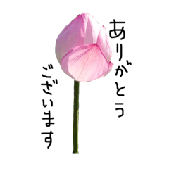[LINEスタンプ] お花と一緒に送るメッセージ K