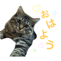 [LINEスタンプ] 毎日チュぺちゃん