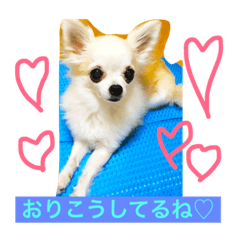 [LINEスタンプ] わがやのにんきもの