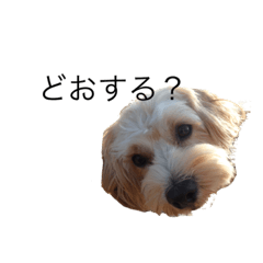 [LINEスタンプ] 広島弁なマルプーの画像（メイン）