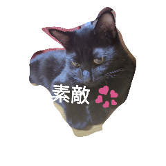 [LINEスタンプ] Black cat.cute