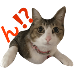 [LINEスタンプ] こまろう丸の「ん〜」