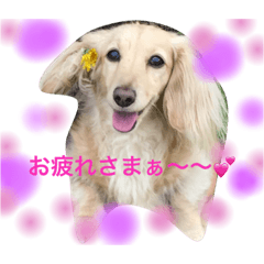 [LINEスタンプ] ダックス日和
