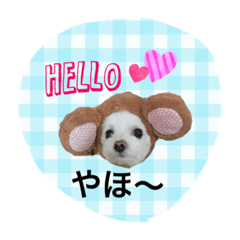 [LINEスタンプ] マルチーズうちのミルク