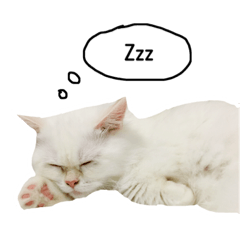 [LINEスタンプ] きぬさん ①