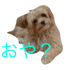 [LINEスタンプ] moridog