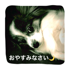 [LINEスタンプ] Cookie 14