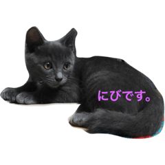 [LINEスタンプ] 鈍色ねこ「にび」