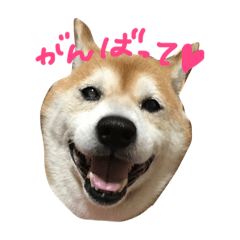 [LINEスタンプ] 柴犬むぎ
