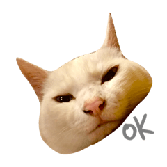 [LINEスタンプ] しろねこらっきー